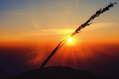 Close-up of plant at sunset