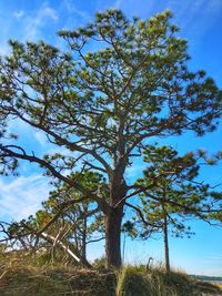 Low angle view of trees against blue sky