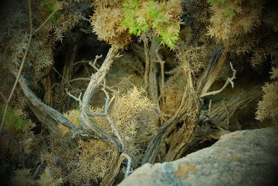 Plants growing on rocks