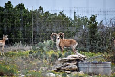 Sheep in a zoo