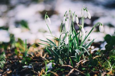 Close-up of flower growing in field