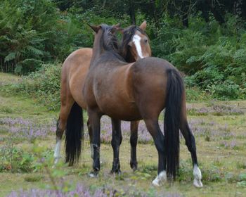 Horse grazing on grassy field