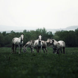 Horses on field against sky