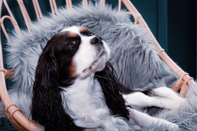 Close-up of dog looking away