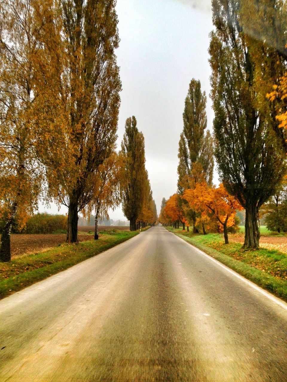 the way forward, tree, diminishing perspective, road, vanishing point, transportation, country road, empty road, road marking, tranquility, sky, treelined, asphalt, empty, tranquil scene, street, nature, long, day, outdoors