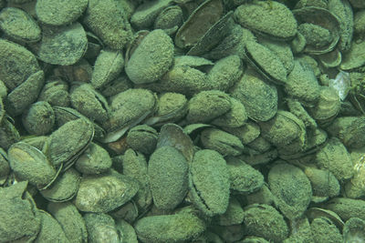 Full frame shot of shells on a river bottom