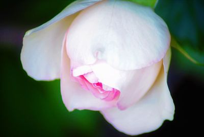 Close-up of pink flower against blurred background