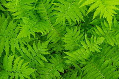 Fern leaves close-up as background. horizontal orientation, selective focus, soft focus, top view.