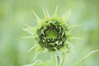 Close-up of green plant