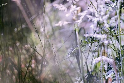 Close-up of flowering plants on field
