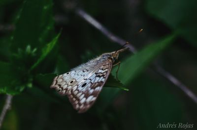 Close-up of butterfly on leaf