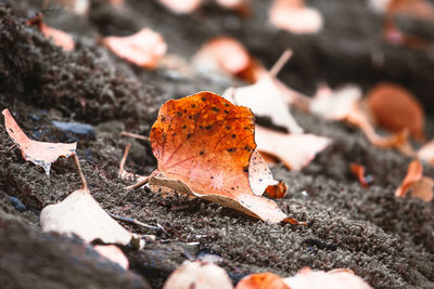 Close-up of dry leaves on ground