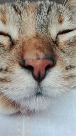 Extreme close up of cat