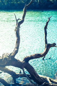 Reflection of trees in water