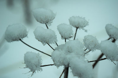 Close-up of frozen plant