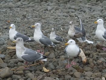 Seagulls perching on stones at beach