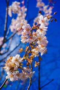 Apple blossoms in spring