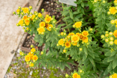 flowering plant