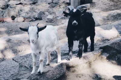 Portrait of two goats standing outdoors