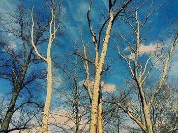 Low angle view of bare trees against blue sky