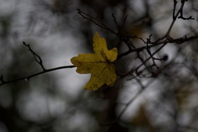 Close-up of yellow maple leaves on branch