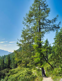 Low angle view of pine trees against sky