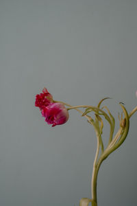 Close-up of red rose against white background