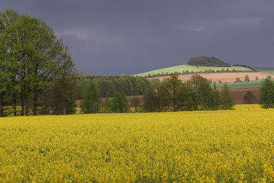 Yellow flowers growing in field