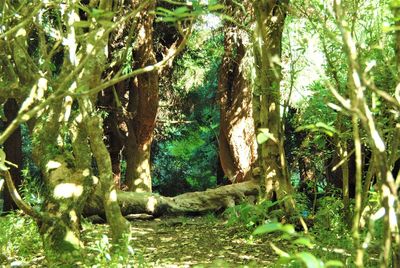 Trees growing in forest