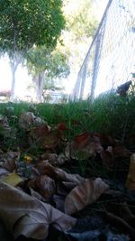 Plants growing in front of building