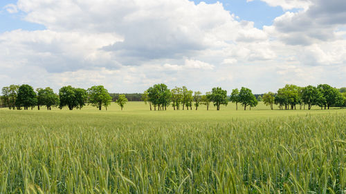 Scenic view of agricultural field against sky