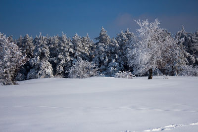 Snow covered trees on field against sky