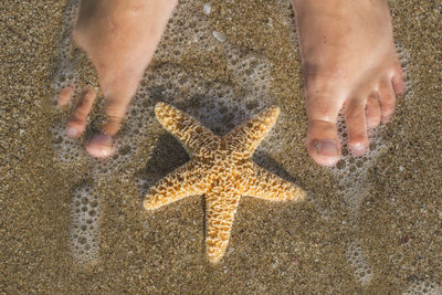 Low section of human feet on sand