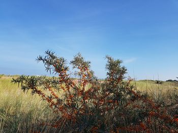 Plants on field against sky