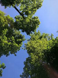 Low angle view of tree against blue sky