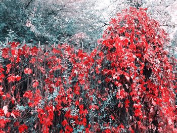 Close-up of red flowers growing on tree during autumn