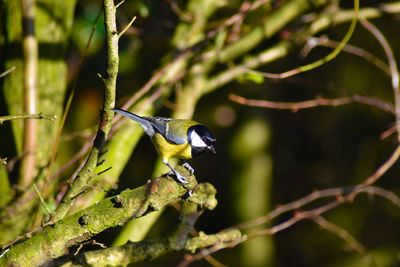 Close-up of bird perching on plant