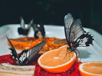 Close-up of butterfly on orange fruit