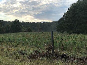 Scenic view of field against sky