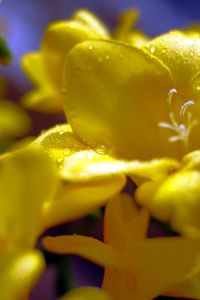 Close-up of yellow flower