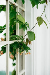 Close-up of potted plant against window