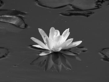 Close-up of lotus water lily in pond