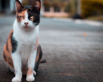 Close-up of a cat looking away