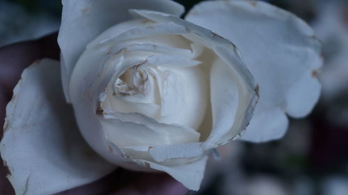 Close-up of white rose