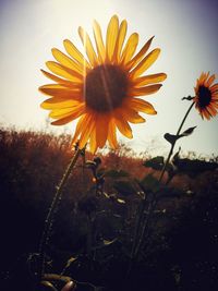 Close-up of yellow flowers blooming on field against sky