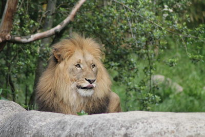 Lion relaxing in a zoo