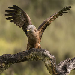 Close-up of eagle flying against blurred background