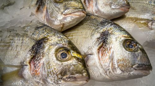 Close-up of fish for sale in market