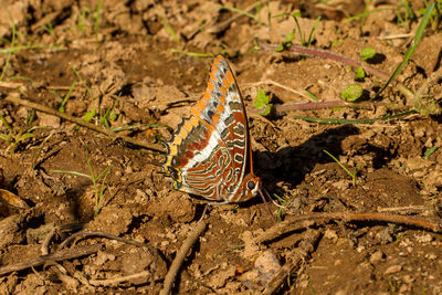 High angle view of butterfly on ground