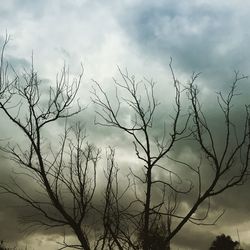 Low angle view of bare tree against sky